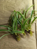 Reverse Variegated Spider Plant Pups - Easy Air-Purifying Houseplant - Chlorophytum comosum