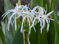 Set of 5 Rooted White Spider Crinum Lilies, Bulk Bundle Lot - Crinum amoenum Starter Plants