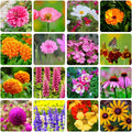 Perennial Wildflower Seeds Mix - 16 Assorted Varieties - 10000+ Seeds - Ideal for Gardens and Pollinator Habitats