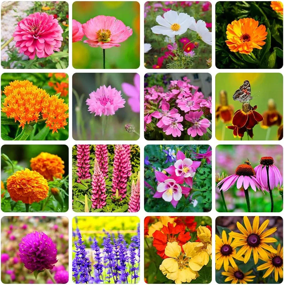 Perennial Wildflower Seeds Mix - 16 Assorted Varieties - 10000+ Seeds - Ideal for Gardens and Pollinator Habitats