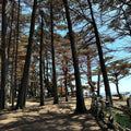 Monterey Cypress Tree Seeds, 100+ Seeds, Cupressus macrocarpa, Ideal for Bonsai Cultivation