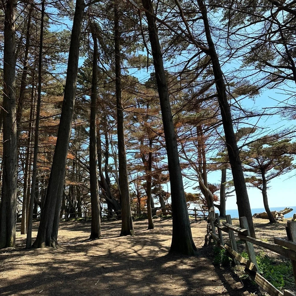 Monterey Cypress Tree Seeds, 100+ Seeds, Cupressus macrocarpa, Ideal for Bonsai Cultivation
