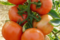Marglobe Supreme Tomato Seeds 100 Ct | Heirloom Non-GMO Vegetable | Solanum lycopersicum