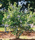 Mini Blues Blueberry Bush Starter Plant - Live Plant - Vaccinium corymbosum - Ideal for Home Gardens and Containers