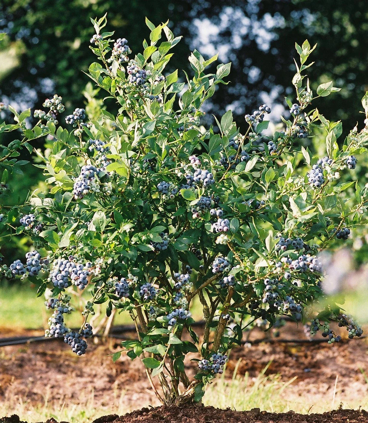 Mini Blues Blueberry Bush Starter Plant - Live Plant - Vaccinium corymbosum - Ideal for Home Gardens and Containers