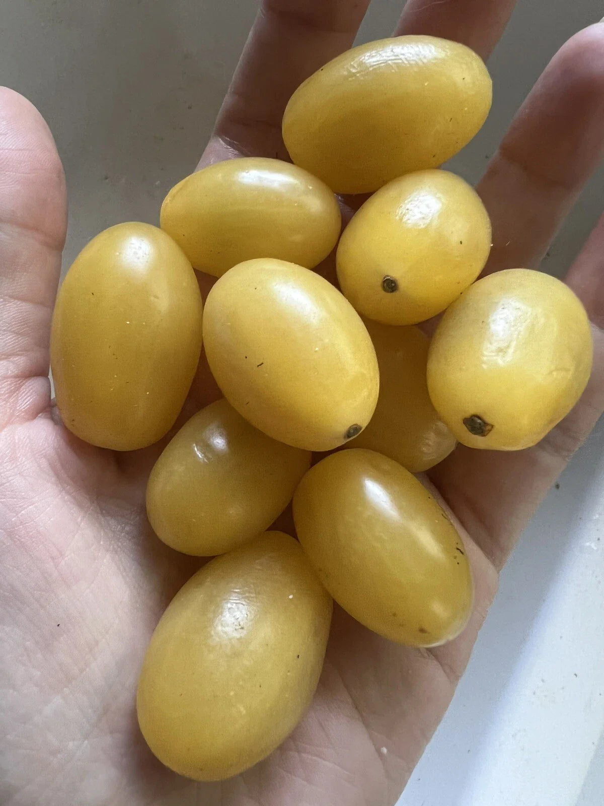 Organic Yellow Grape Tomato Seeds - 25 Pack - Edible Garden Vegetable - Solanum lycopersicum