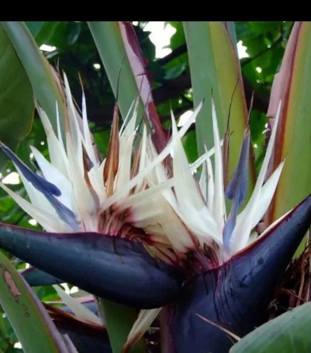 White Bird of Paradise Plant - 12 Inch Healthy Strelitzia Reginae in Quarter Pot - Indoor Tropical Foliage