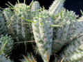 Euphorbia Mammillaris Variegated Cuttings - Indian Corn Cob Cactus Succulents - 2 Pieces for Planting or Propagation