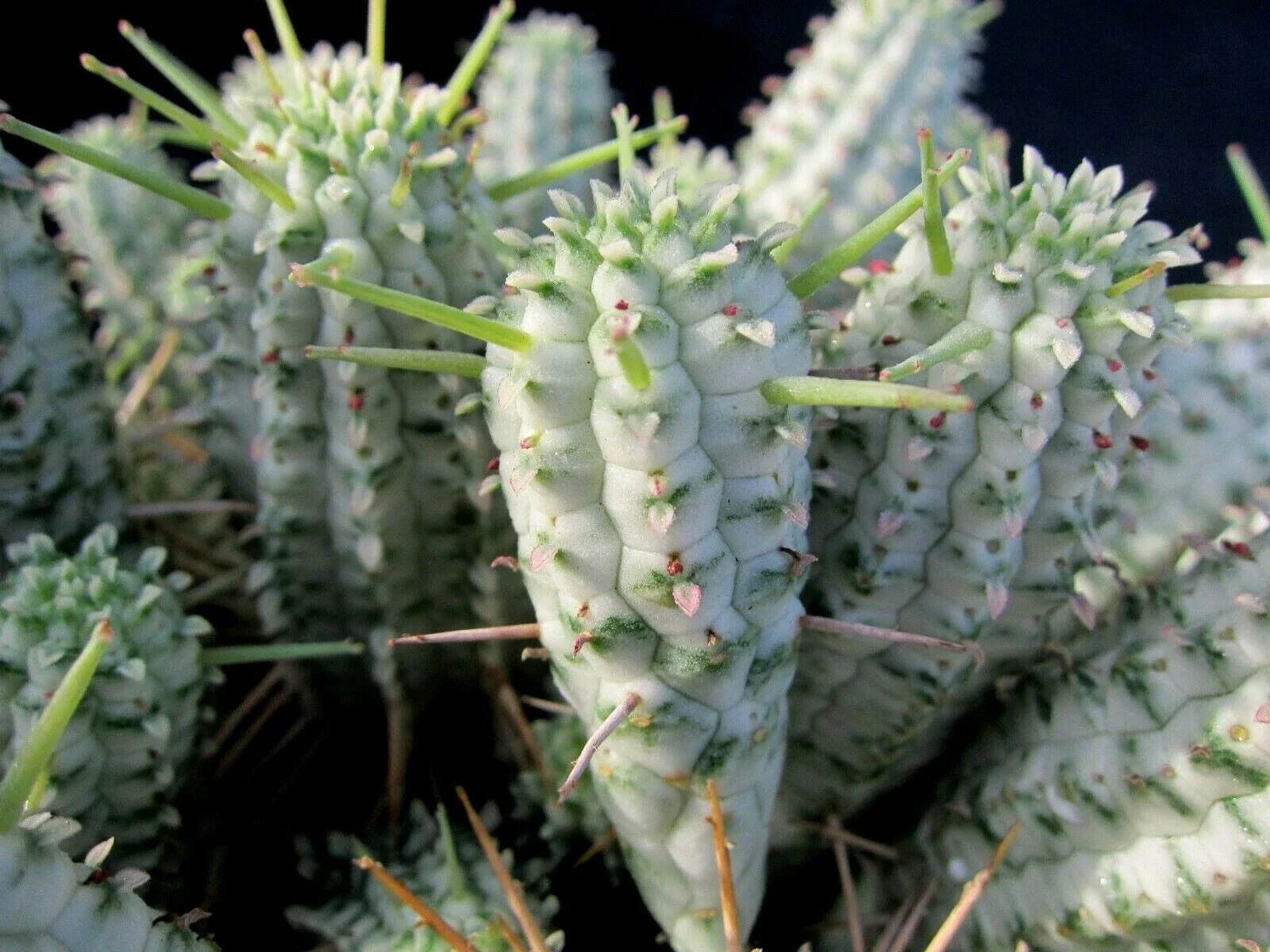 Euphorbia Mammillaris Variegated Cuttings - Indian Corn Cob Cactus Succulents - 2 Pieces for Planting or Propagation