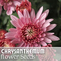 Chrysanthemum Seeds - Ayslee Pink Mum - 200+ Flower Seeds - Annual Flower Seeds - Decorative Garden Plants