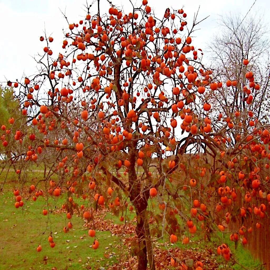 Persimmon Tree Seeds - Sugar Plum Variety - Diospyros Virginiana - Cold Hardy 4-9