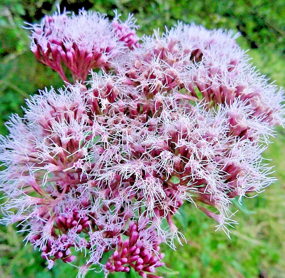 100 Hemp Agrimony Seeds - Eupatorium cannabinum - Perennial Flower for Gardens