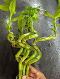 Curly Bamboo Live Plants 3 XL (12"-20") - Easy Aquatic Plant for Aquarium Pond (Bambusoideae)