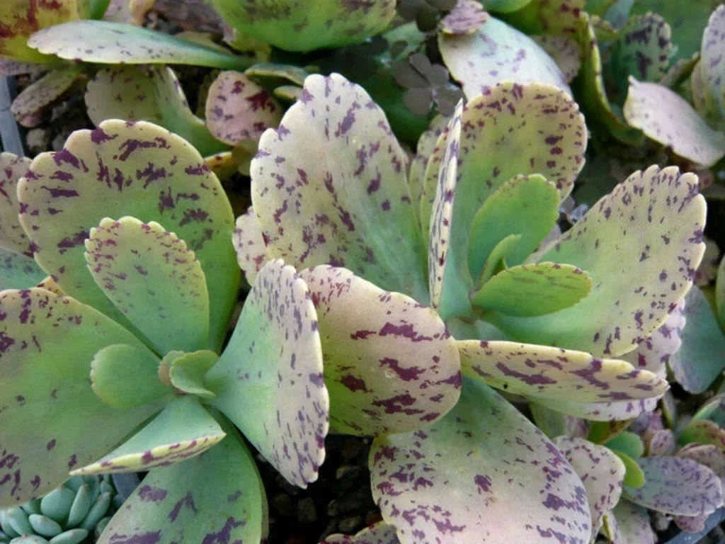 Kalanchoe Marmorata Succulent Cuttings 5+" Spotted Penwiper Plant
