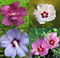 Mixed Colors Rose of Sharon Hibiscus Seeds - 50+ Variety Mix - Hibiscus Syriacus