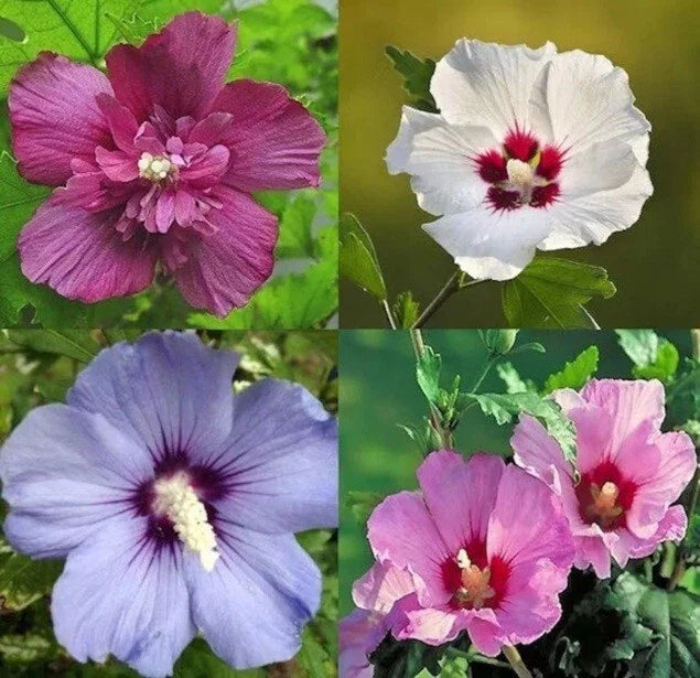 Mixed Colors Rose of Sharon Hibiscus Seeds - 50+ Variety Mix - Hibiscus Syriacus