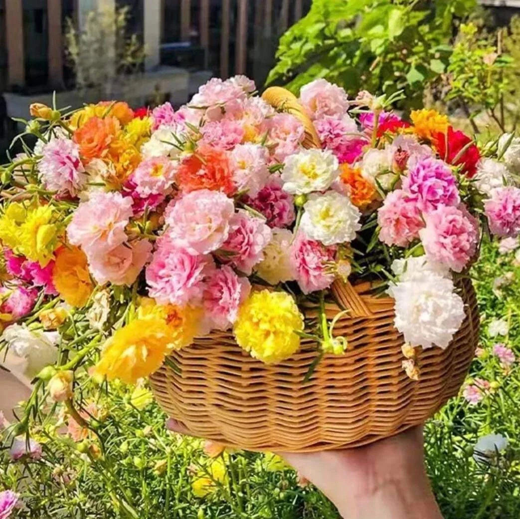 Mixed Moss Rose Seeds - 1000+ Seeds Portulaca grandiflora Variety - Colorful Ground Cover Flower Garden Seeds