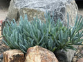 Senecio Mandraliscae Blue Chalk Sticks Live Succulent Cuttings - 5" Length, Drought-Tolerant, Easy Care Plant