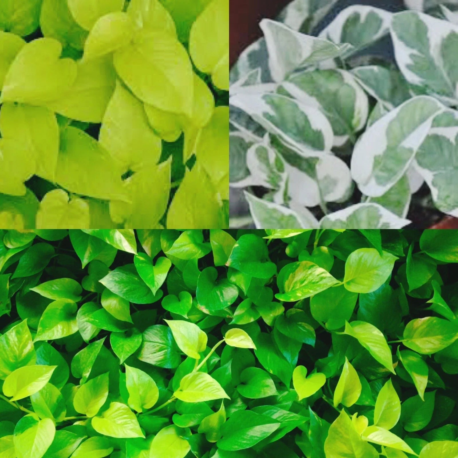 Pothos Cuttings Combo - 9 Unrooted Cuttings: 3 Golden, 3 Neon, 3 N'Joy - Epipremnum aureum