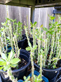 Pereskiopsis spathulata - 5 Unroot Cuttings - Ideal for Grafting and Propagation