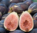 Fresh Cut Fig Plant Cuttings - LSU Purple - Ficus carica - THREE Healthy Live Cuttings