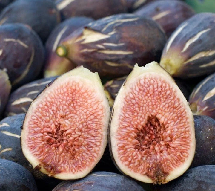 Fresh Cut Fig Plant Cuttings - LSU Purple - Ficus carica - THREE Healthy Live Cuttings