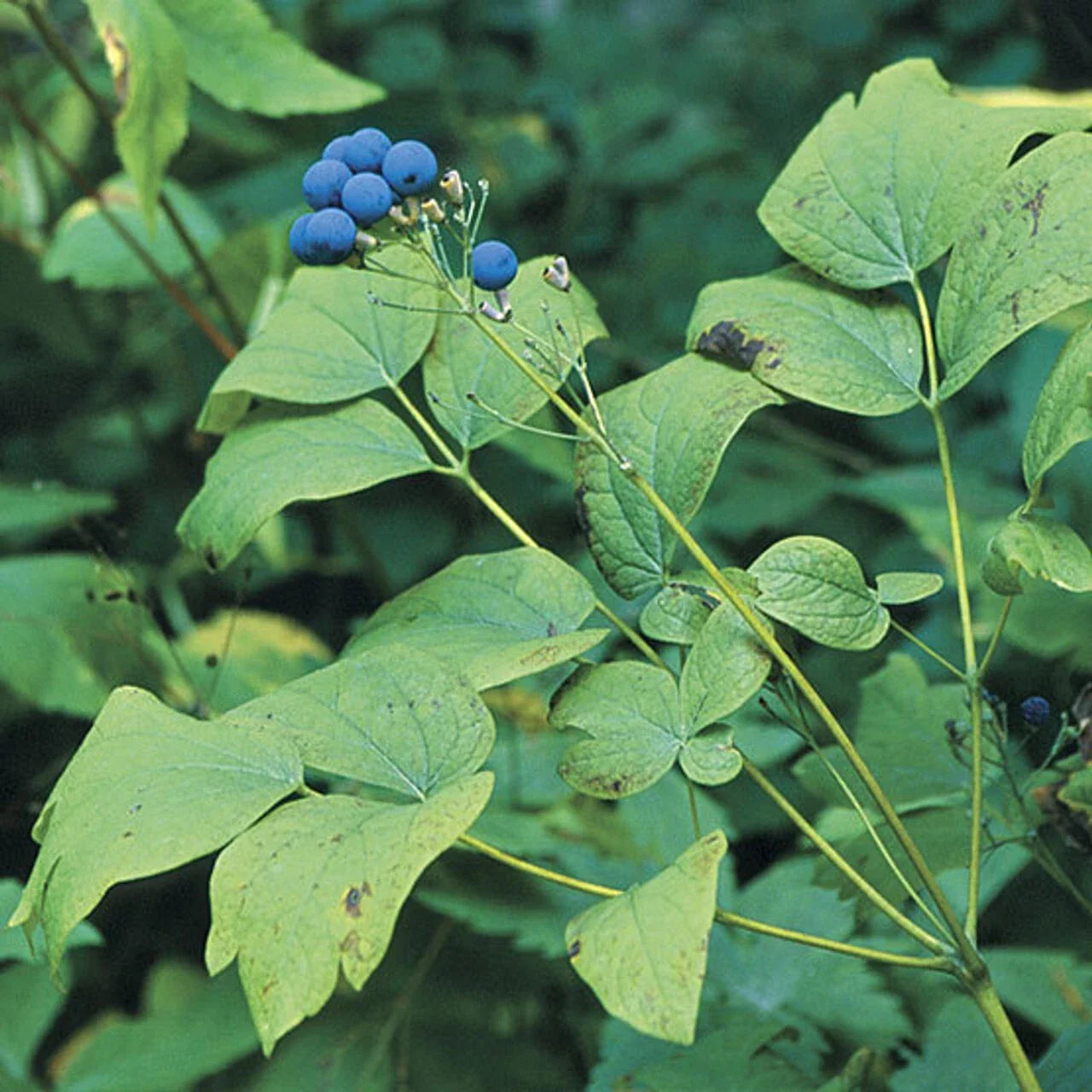 Wild Blue Cohosh Bare Roots 5-Pack Appalachian 2024 Caulophyllum Thalictroides