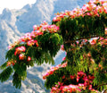 Silk Tree Seeds - 30 Persian Silk Tree Seeds - Summer Mimosa, Albizia julibrissin