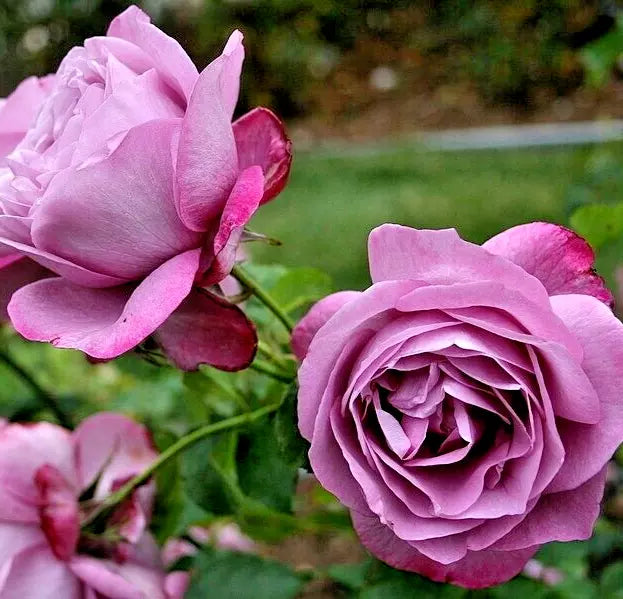 Rose Bush 1-2 Ft Lavender Purple Heirloom Fragrant Hybrid Tea Plant
