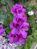 Geranium Live Plant 12” Tall Purple with Center Card Purple Pelargonium spp.