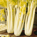 Golden Pascal Celery Seeds 500+ Non-GMO Stringless Vegetable Garden Seeds (Apium graveolens) USA
