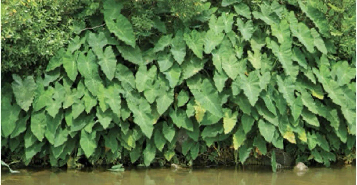 Green Taro Pond Plant Rooted Bundles - Tropical Marginal Water Garden Plant (Colocasia esculenta)