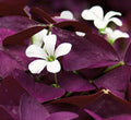 Purple Shamrock Plant 4" Pot - Flowering Houseplant - Easy Care (Oxalis)