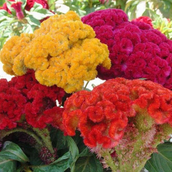 Celosia Seeds Mix | Non-GMO | Cristata Variety | Free Shipping | 1276