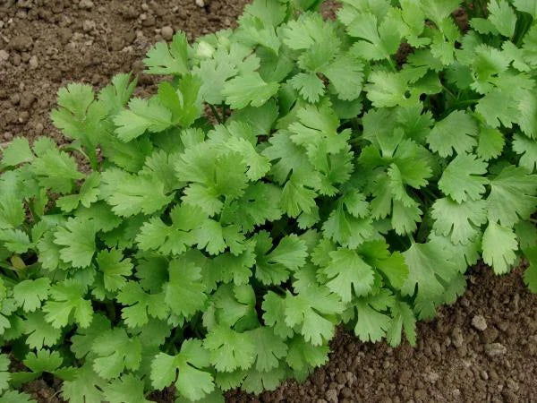 Cilantro Seeds - 100+ Seeds - Coriander Leaves - Chinese Parsley, Mexican Parsley - Coriandrum sativum