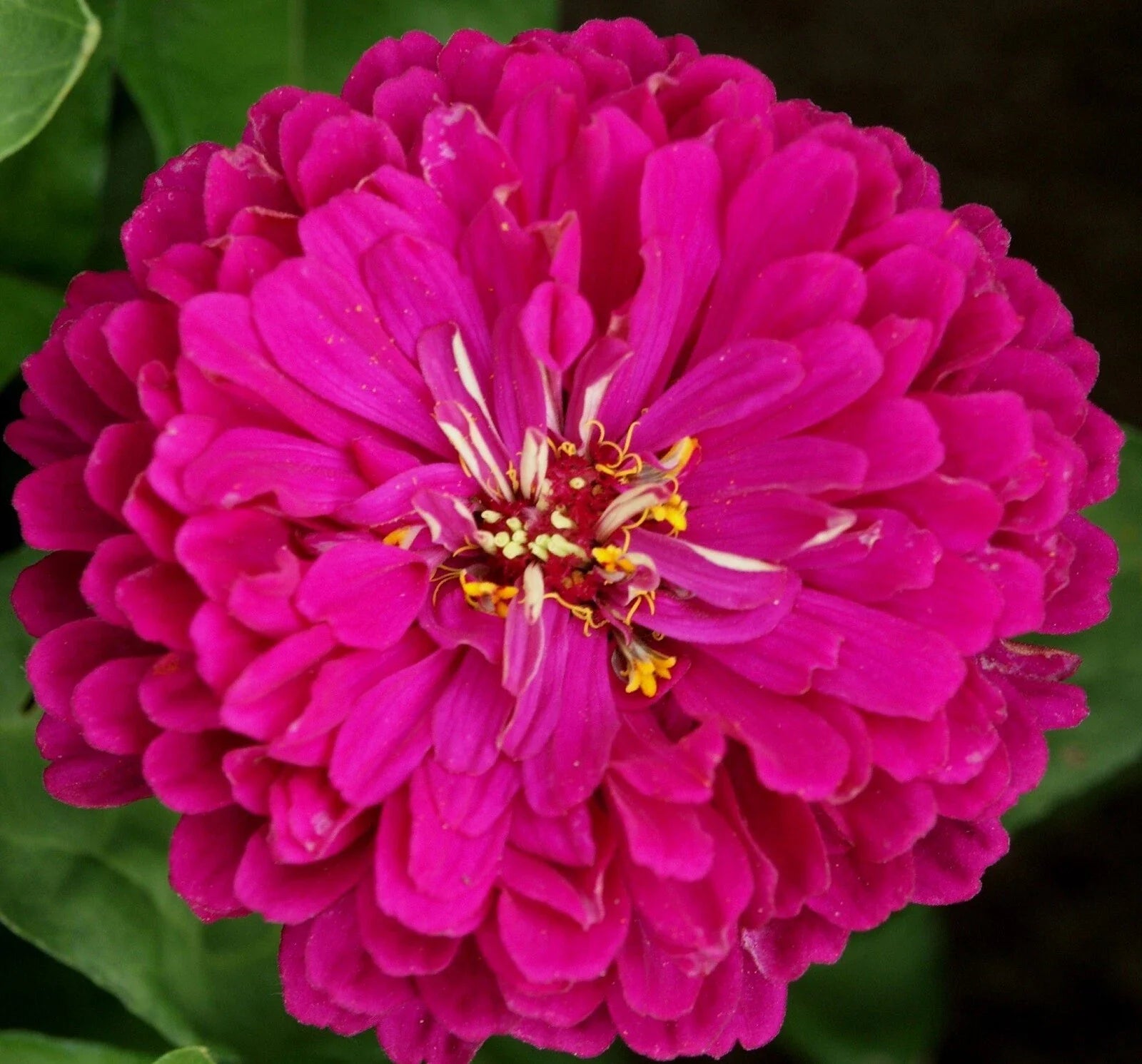 Purple Prince Zinnia Seeds - 100+ Non-GMO Seeds for Vibrant Garden - Zinnia elegans
