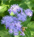 Blue Mistflower Seeds - 100 Count - Wild Ageratum, Blue Boneset - Conoclinium coelestinum