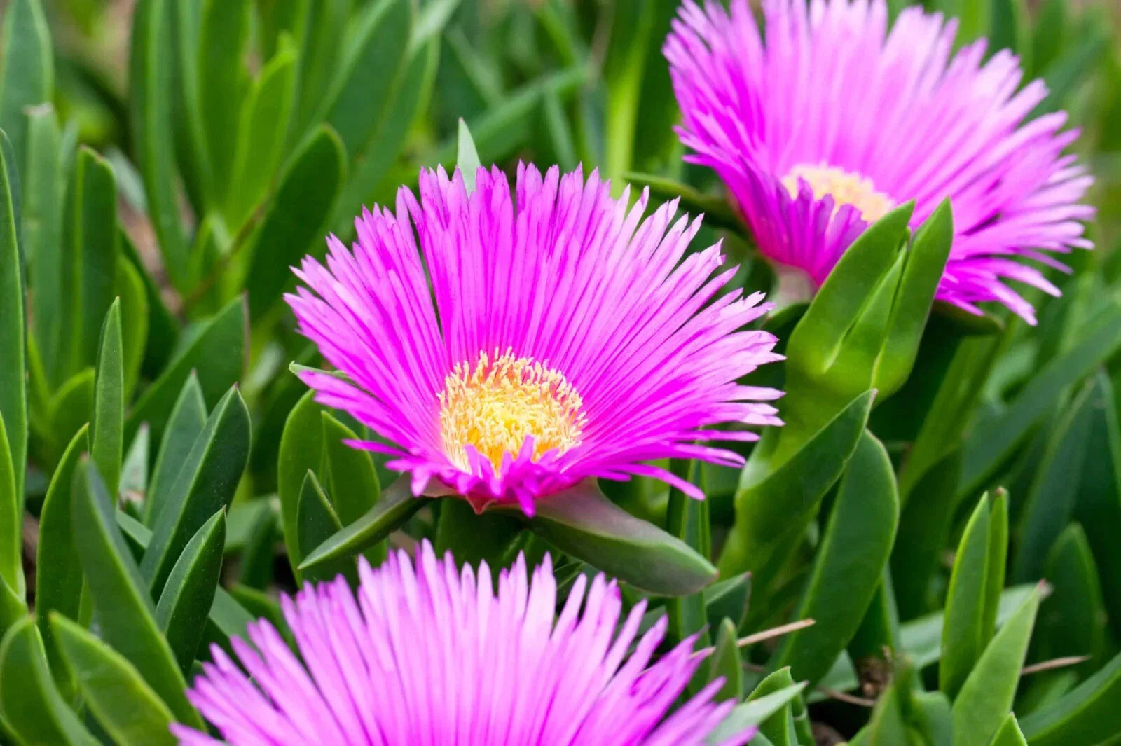 30 pc Live Ice Plant Cuttings for Rooting | Ground Cover | Delosperma spp.