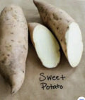 Sweet Potato Plants - 5 Cuttings Vine with Pot - Rooted Sweet Potato Slips (Ipomoea batatas)