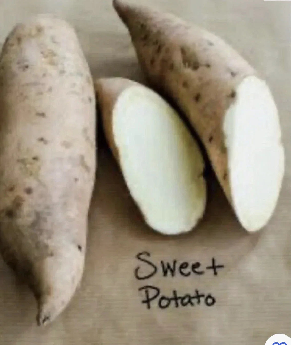 Sweet Potato Plants - 5 Cuttings Vine with Pot - Rooted Sweet Potato Slips (Ipomoea batatas)