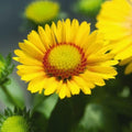 Gaillardia Seeds 75 Pack Arizona Apricot Beautiful Flowers (Gaillardia pulchella) Fresh Quality