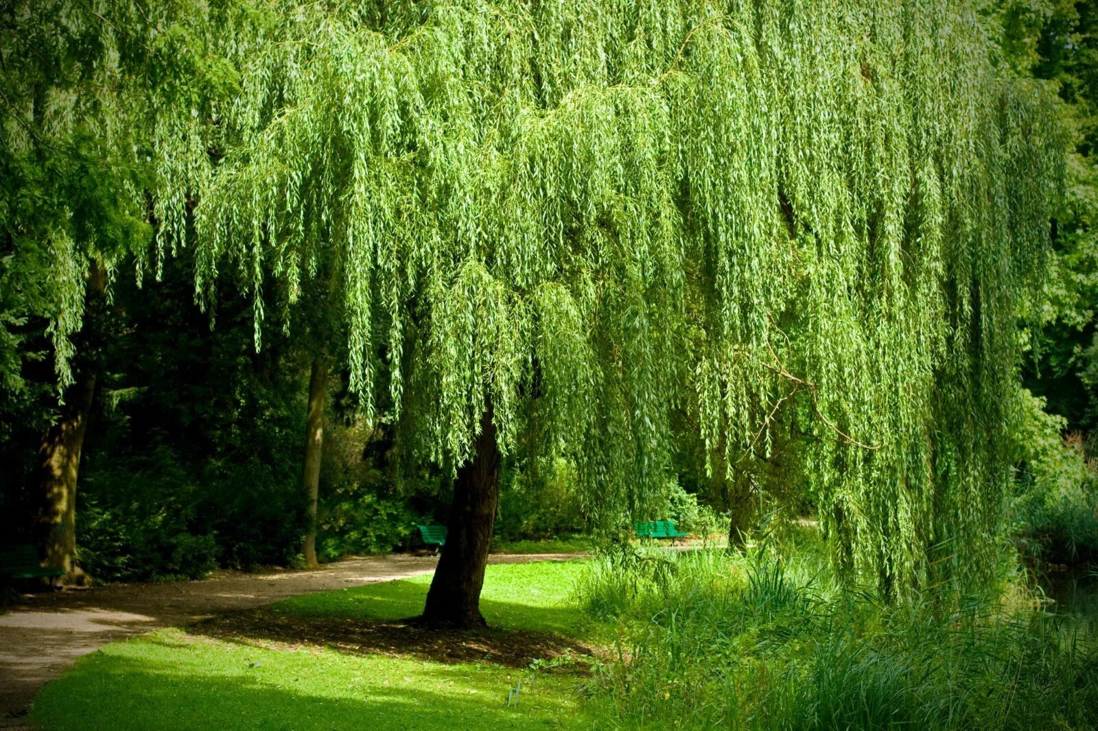 Weeping Willow Cuttings Set of 12 Unrooted - Salix babylonica