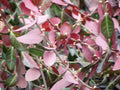 Purple Wintercreeper Ground Cover Plants - 50 Bare Root Euonymus fortunei - Hardy Low Maintenance Garden Plants