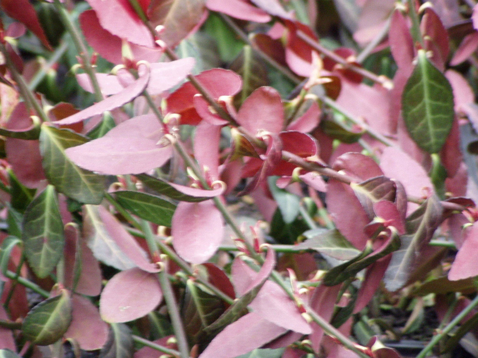 Purple Wintercreeper Ground Cover Plants - 50 Bare Root Euonymus fortunei - Hardy Low Maintenance Garden Plants