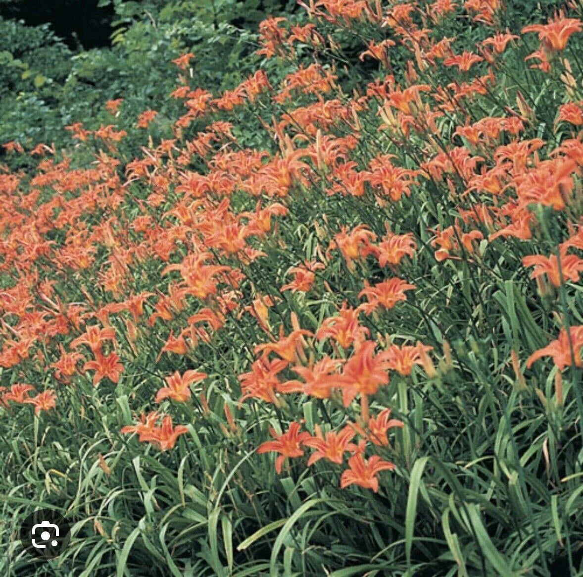 Orange Daylily Bulbs - 10 Bareroot Tawny Day Lily Rhizomes - Hemerocallis fulva - Native Medicinal Wildflower, Appalachian Grown