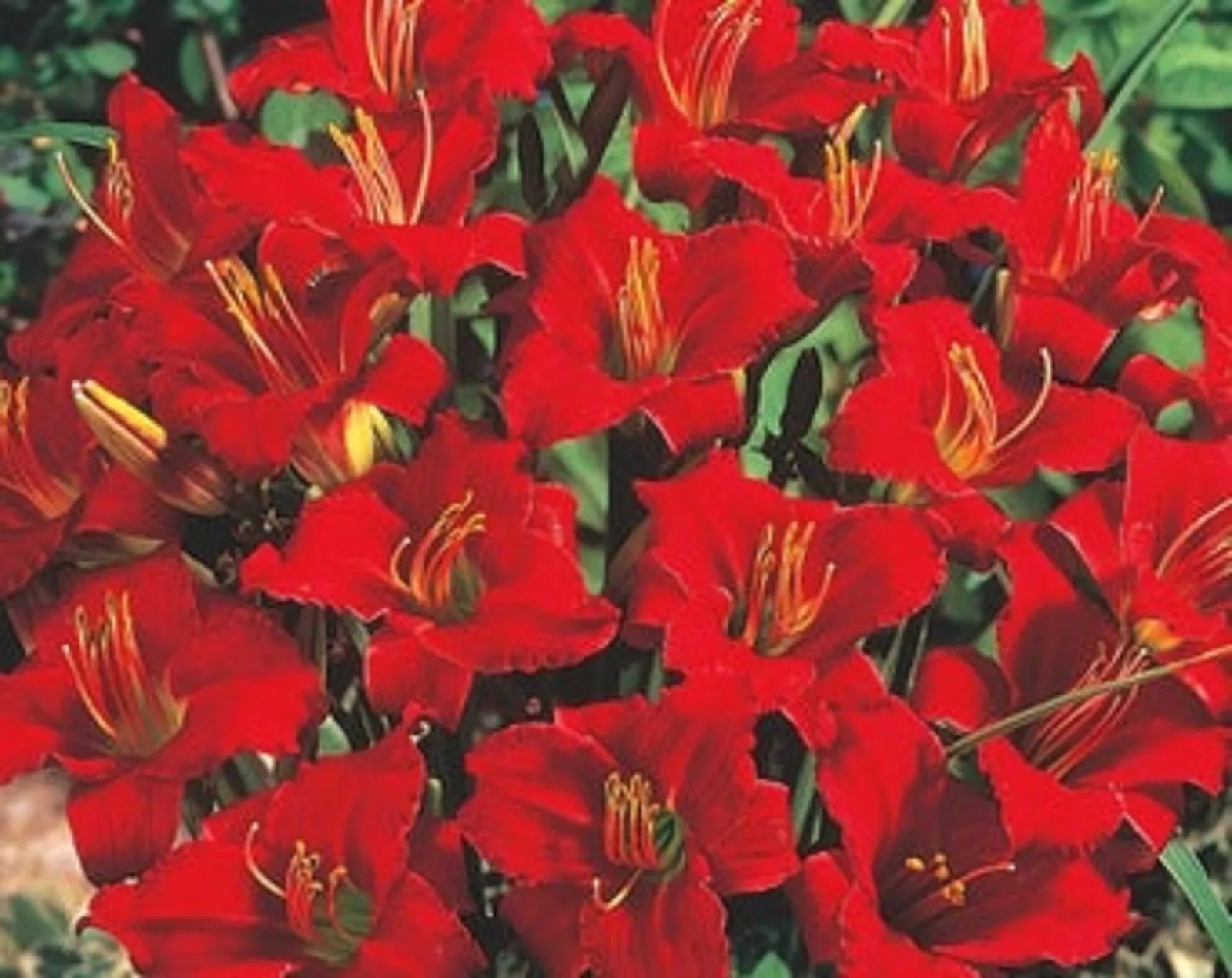 Mixed Daylily Bareroot Plants - 5 Count - Already Sprouting - Hemerocallis spp. - Free Shipping