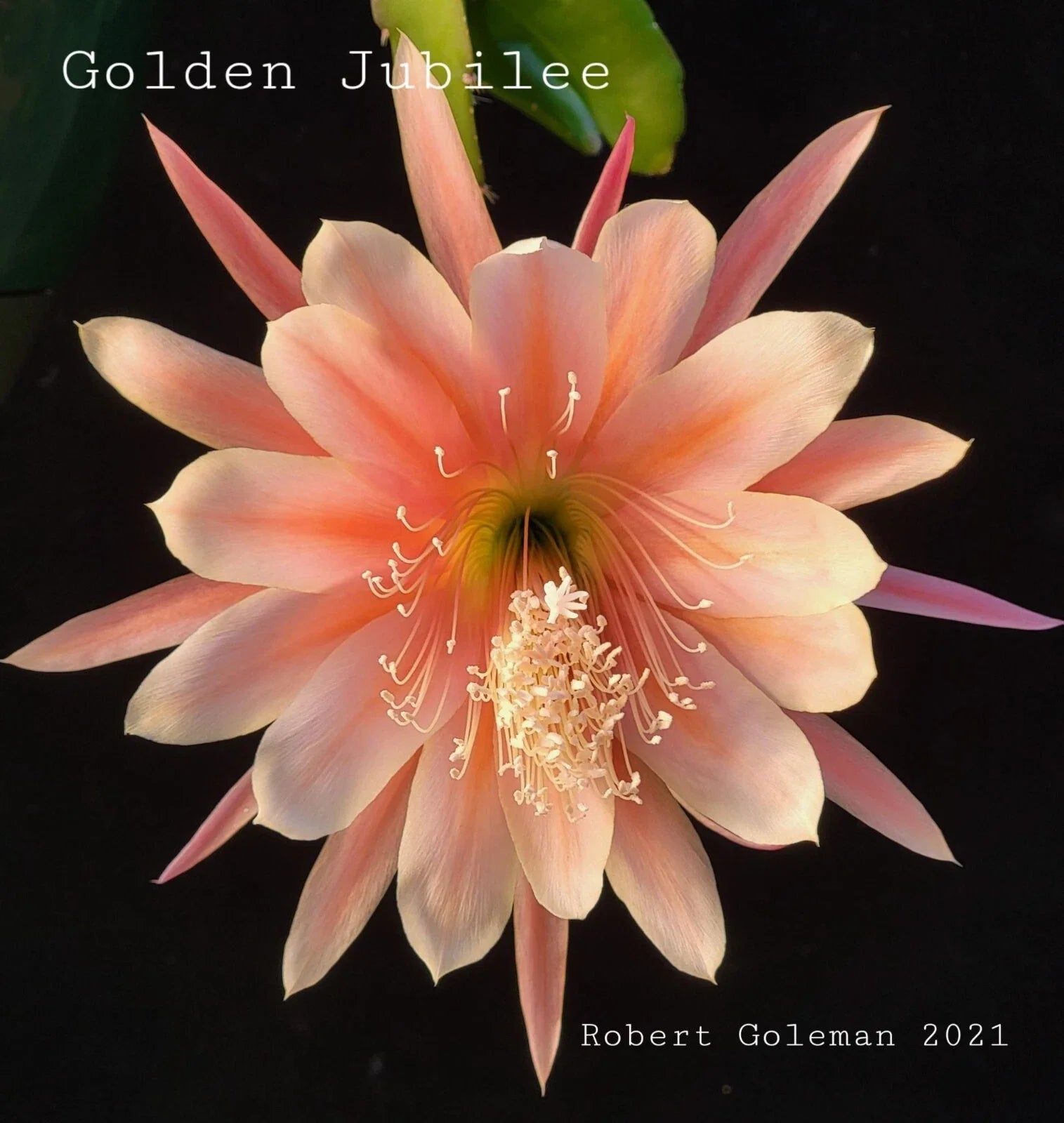Epiphyllum 'Golden Jubilee' Rooted Cutting - Rare Orchid Cactus - 1957 Heirloom Plant