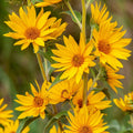 Maximilian's Sunflower Wildflower Seeds 1/4 Lb Mylar Packet - Helianthus maximiliani - Everwilde Farms