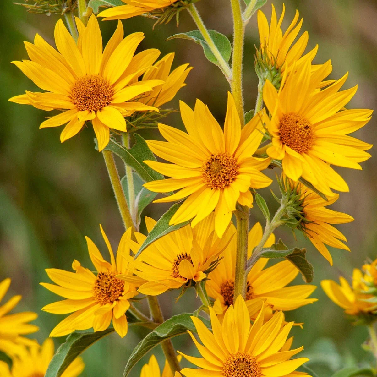 Maximilian's Sunflower Wildflower Seeds 1/4 Lb Mylar Packet - Helianthus maximiliani - Everwilde Farms