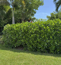 Clusia Bush Cutting 5 Fresh Cuts Rosea Autograph Tree Pitch Apple Clusia rosea